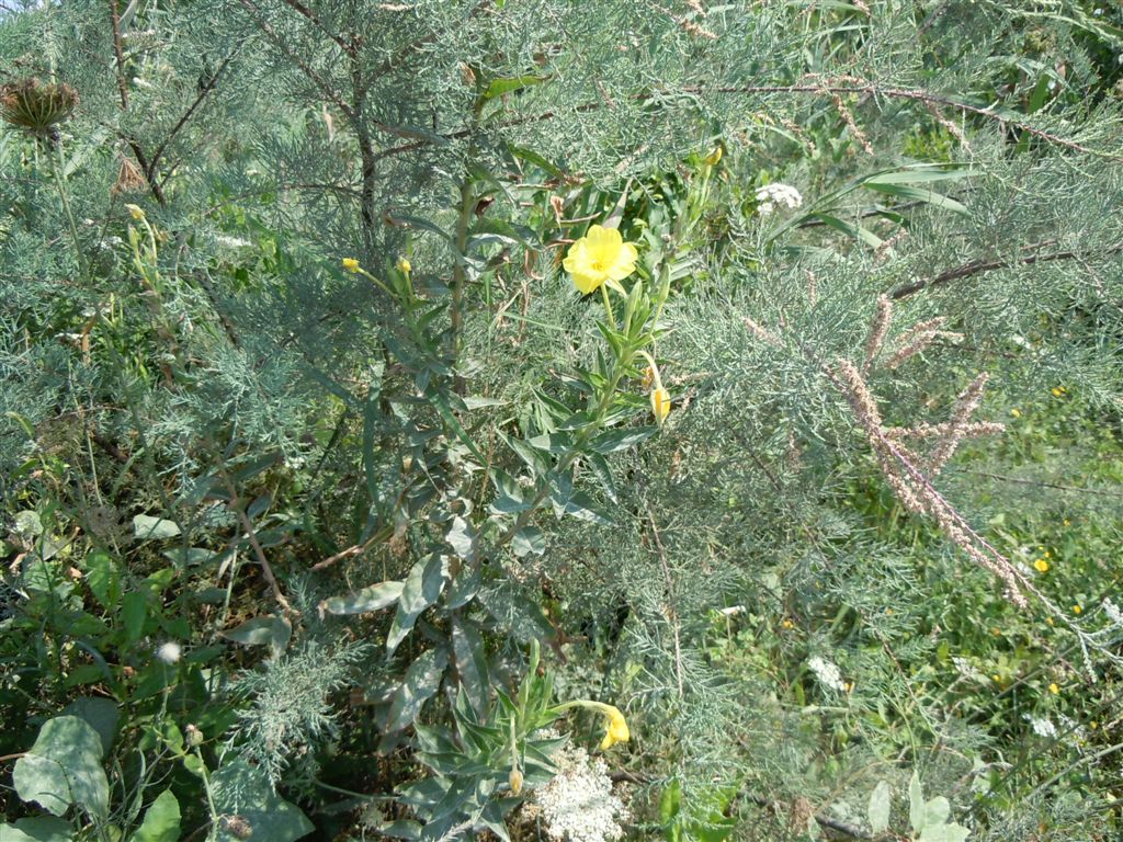 Oenothera sp. (Myrtales - Onagraceae)